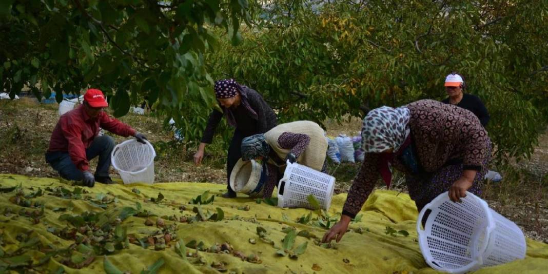 Don afetinin zararı %100’e ulaştı: 2400 tonluk üretim 24 tona kadar geriledi! 1